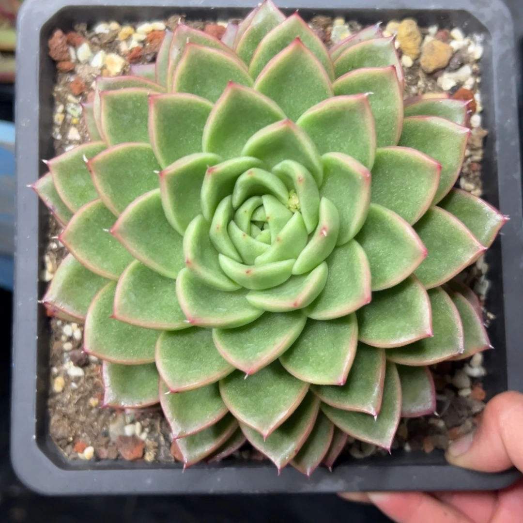 多肉植物一物一拍（13号）