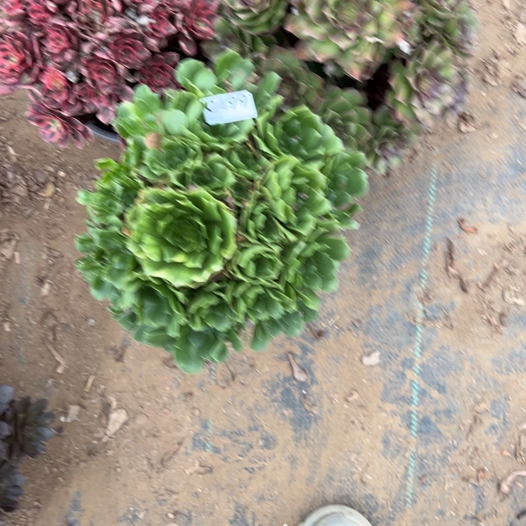 499三颗组合多肉植物法师