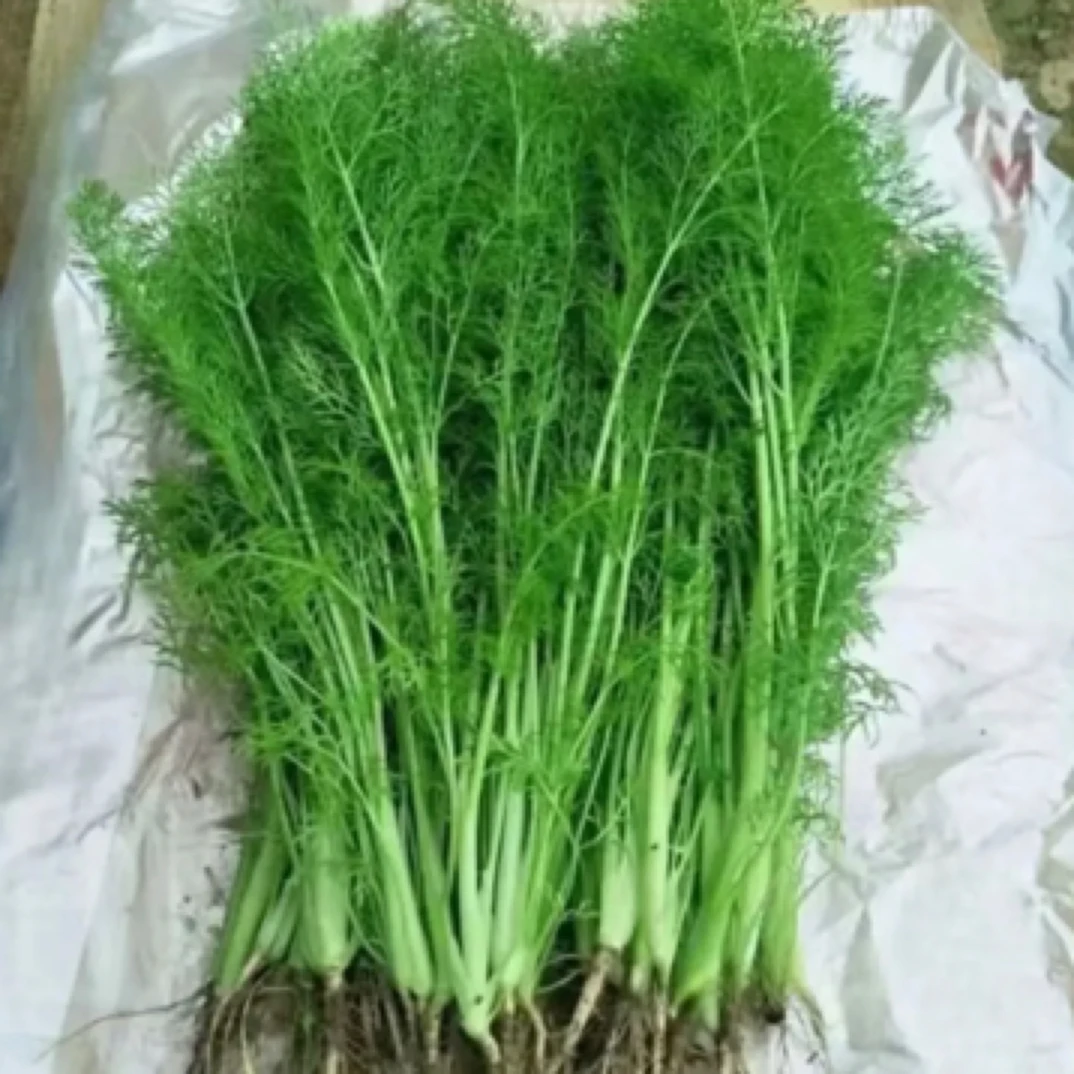 茴香  现摘现发