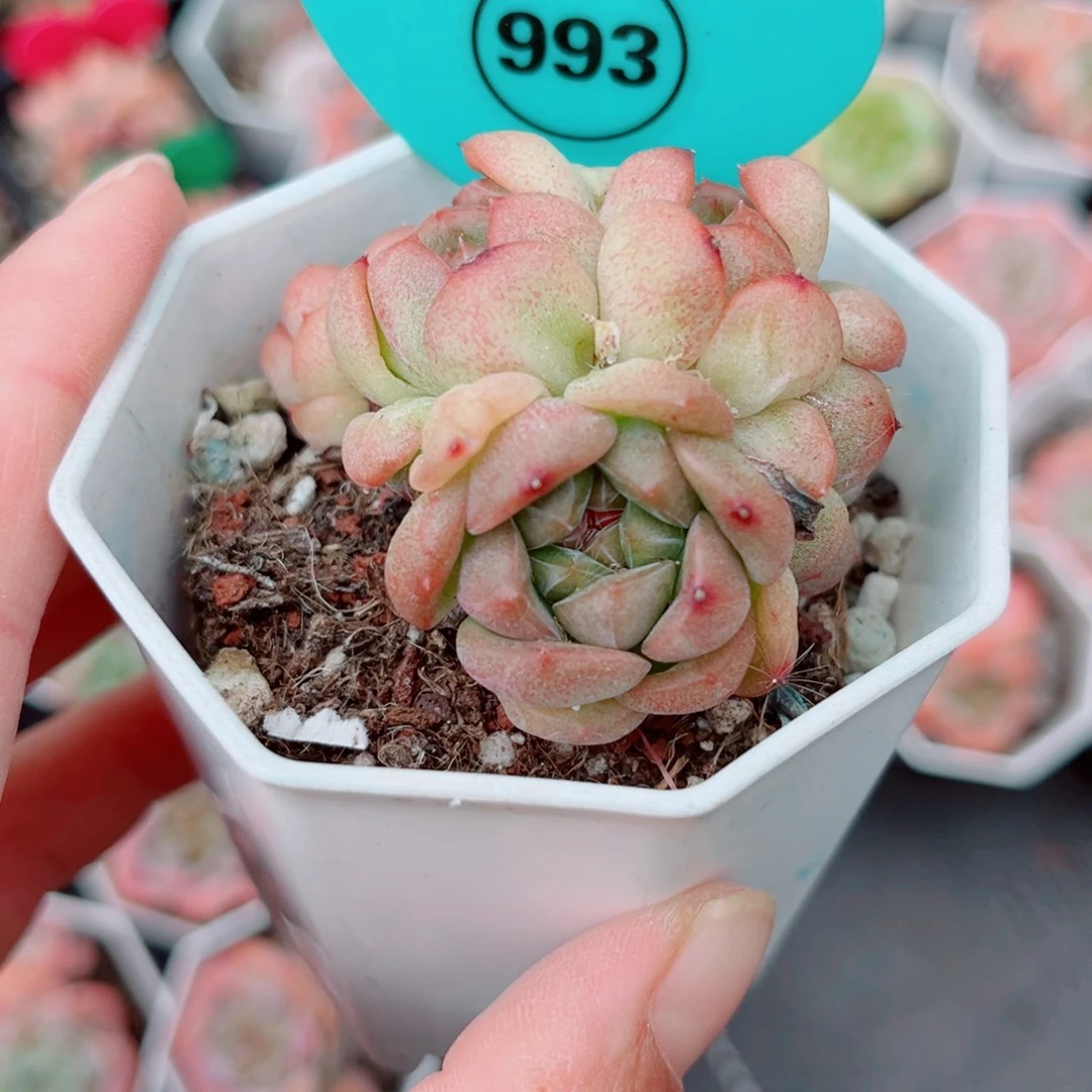 993号小老桩珍妮群6头