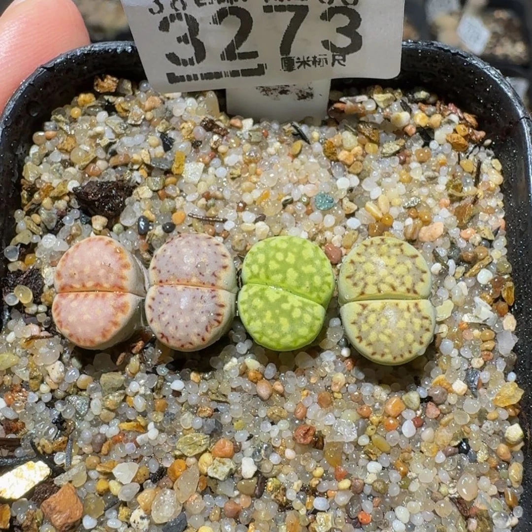 老板娘正在直播3272