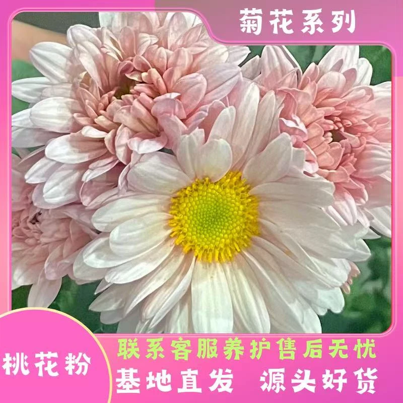 【桃花粉】荷兰菊多季节开花耐热耐晒耐寒室内室外地栽盆栽易养护
