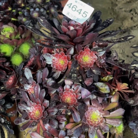 黑桐多肉多肉4645