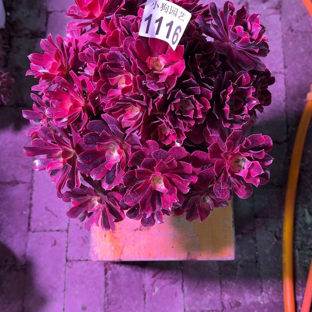 欢***喜美杜莎多肉植物1116