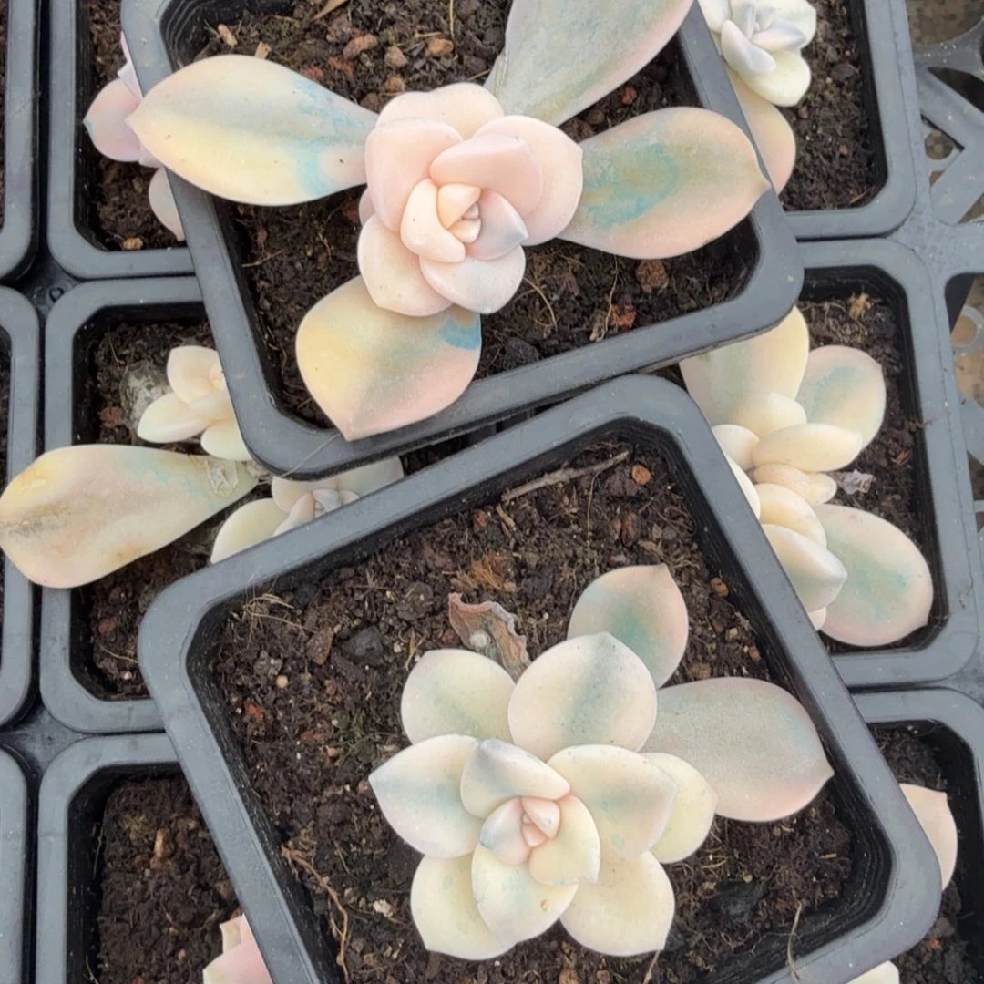 一字动态锦粉紫乐锦