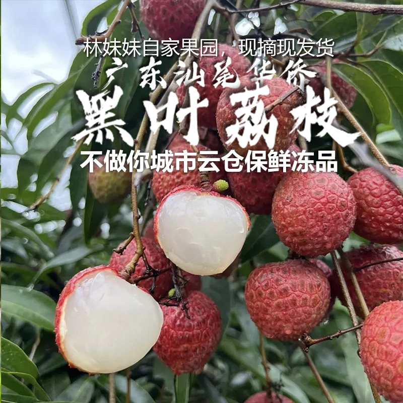 【顺丰／京东冷链】广东汕尾华侨黑叶荔枝老树大果现摘现卖，新鲜爽脆