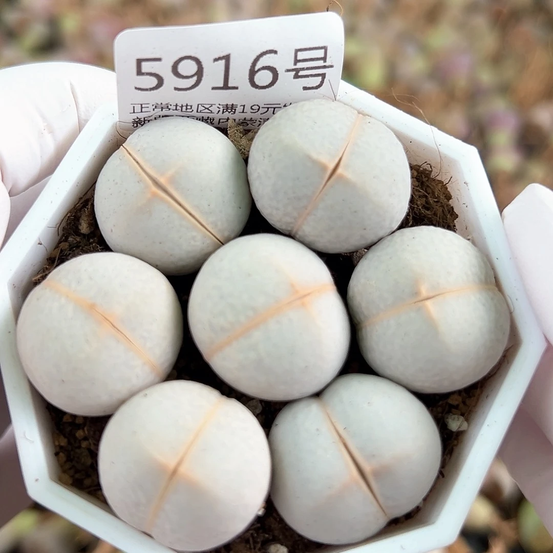 5916 好养易活生石花大母本