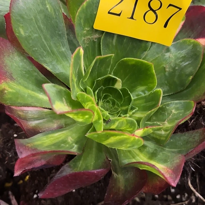 多肉植物福利2187