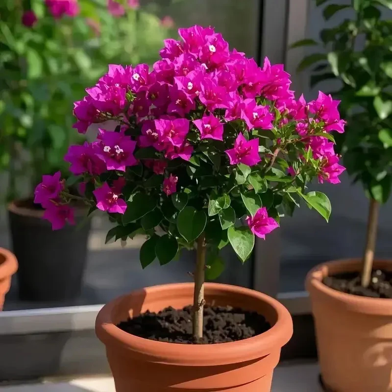 【勤花】高桩勤花重瓣三角梅盆栽四季开花耐寒耐热好养易活室内外种