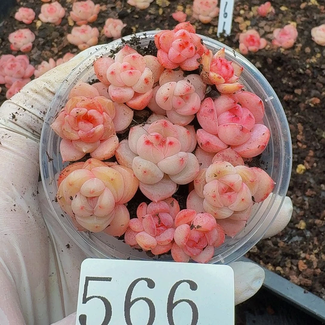 多肉植物多肉植物566