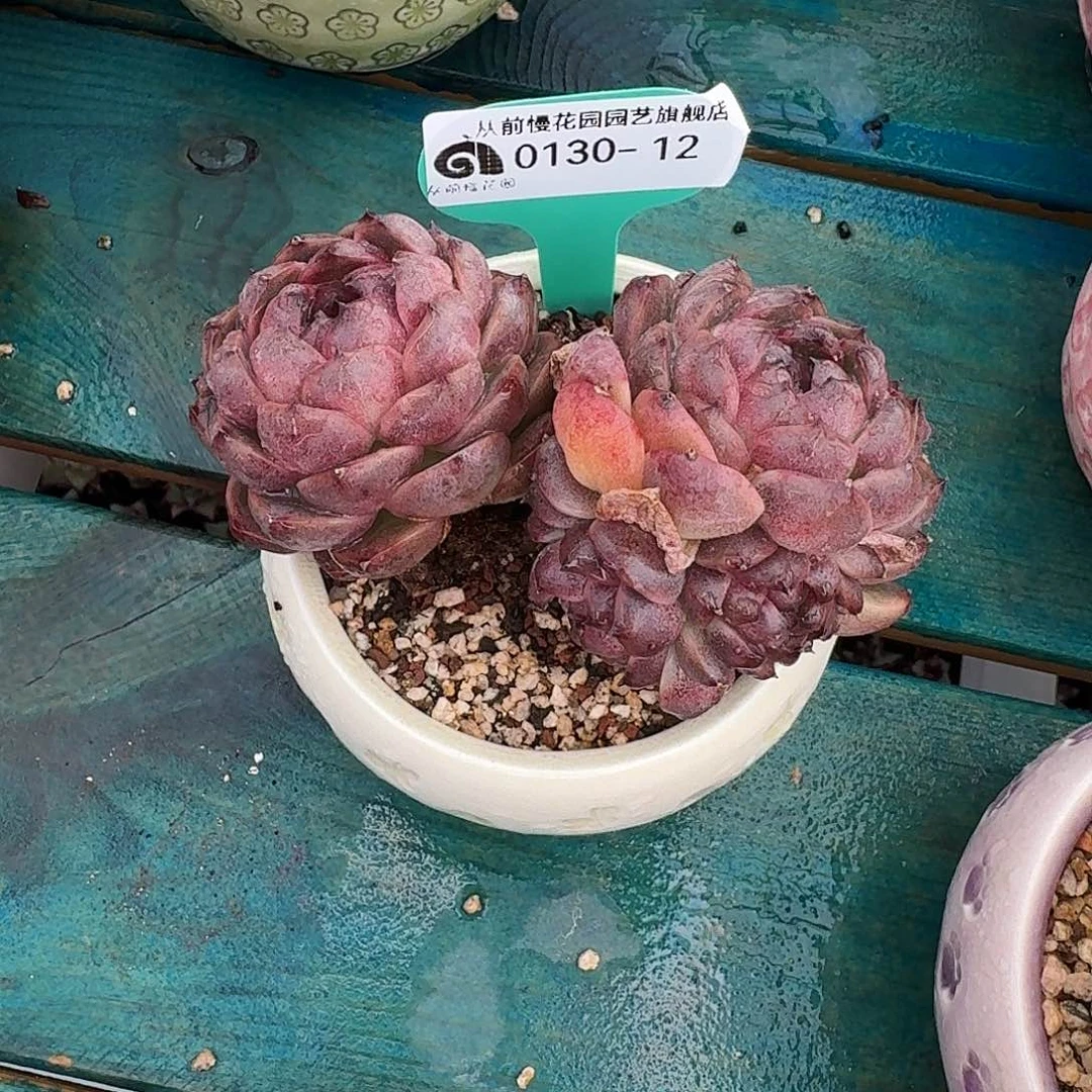 多***多从前慢花园多肉0130-12