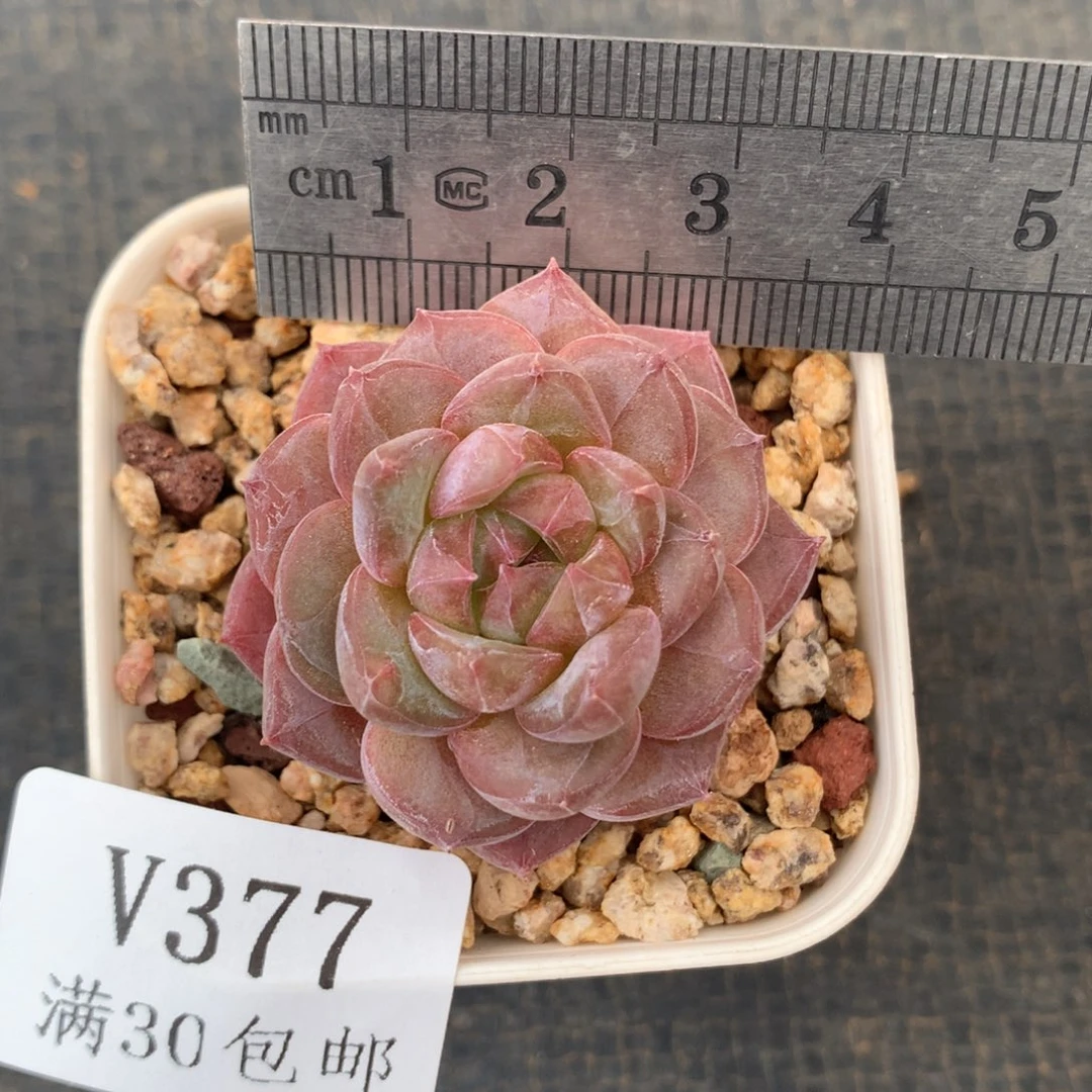 377。糖心冰魄。钻石纹。