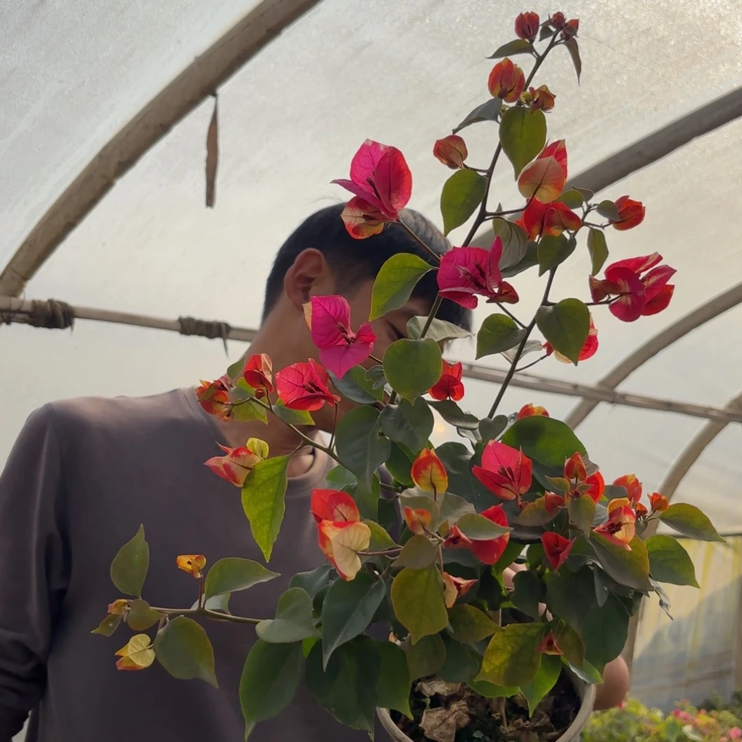 全部花苞（哪吒）三角梅会落花落叶会光杆苗情有大有小