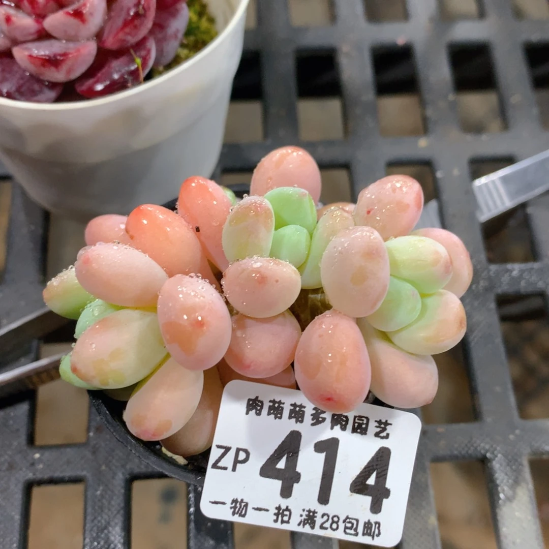 肉萌萌拇指盆精控多肉ZP414