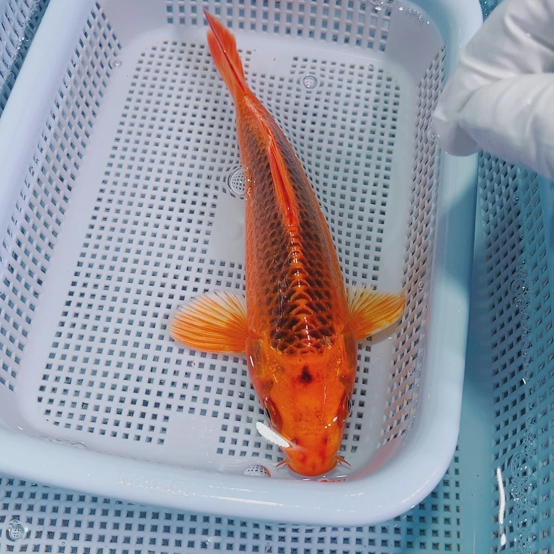 锦鲤锦鲤冷鱼锦鲤13