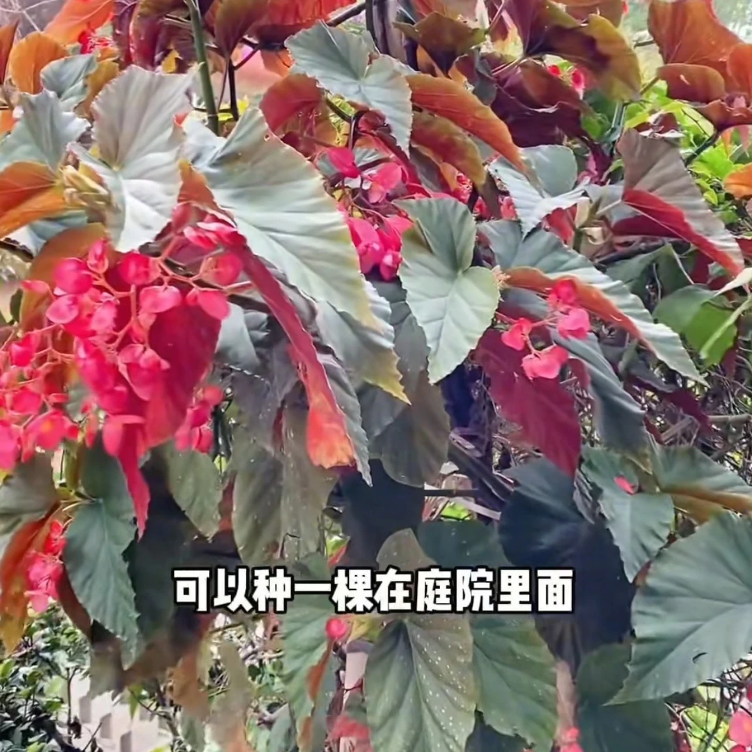 秋海棠老桩四季开花竹节海棠盆栽轻微叶损无售后