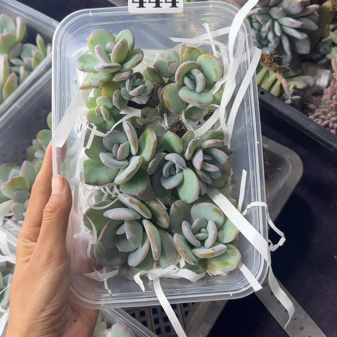 ****️奶茶6颗一物一拍444