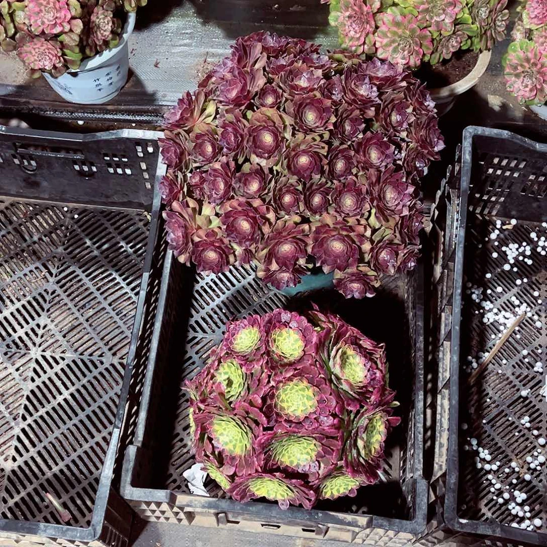 法师多肉漂亮漂亮