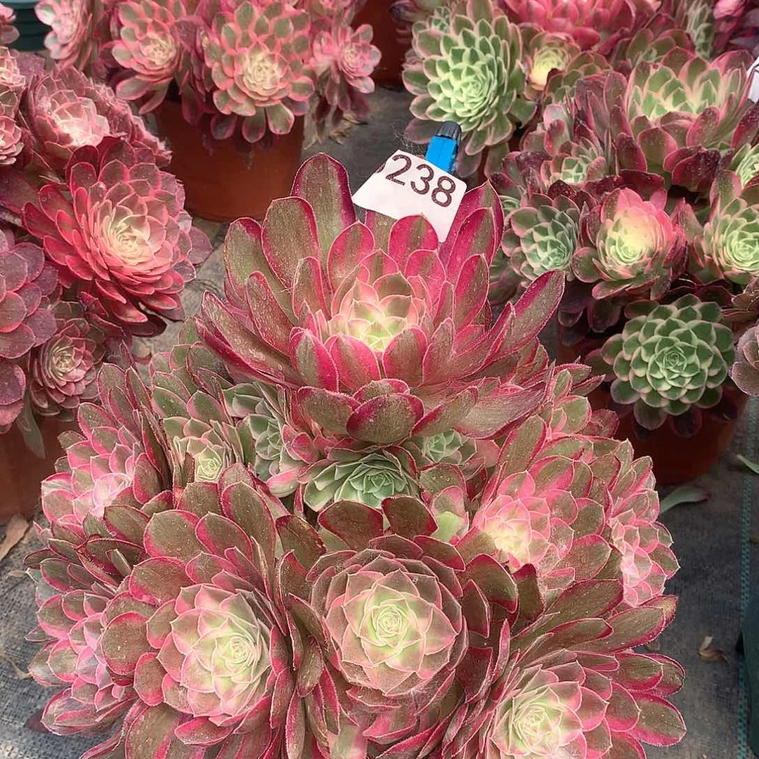 唯*238.孔雀翎多肉植物