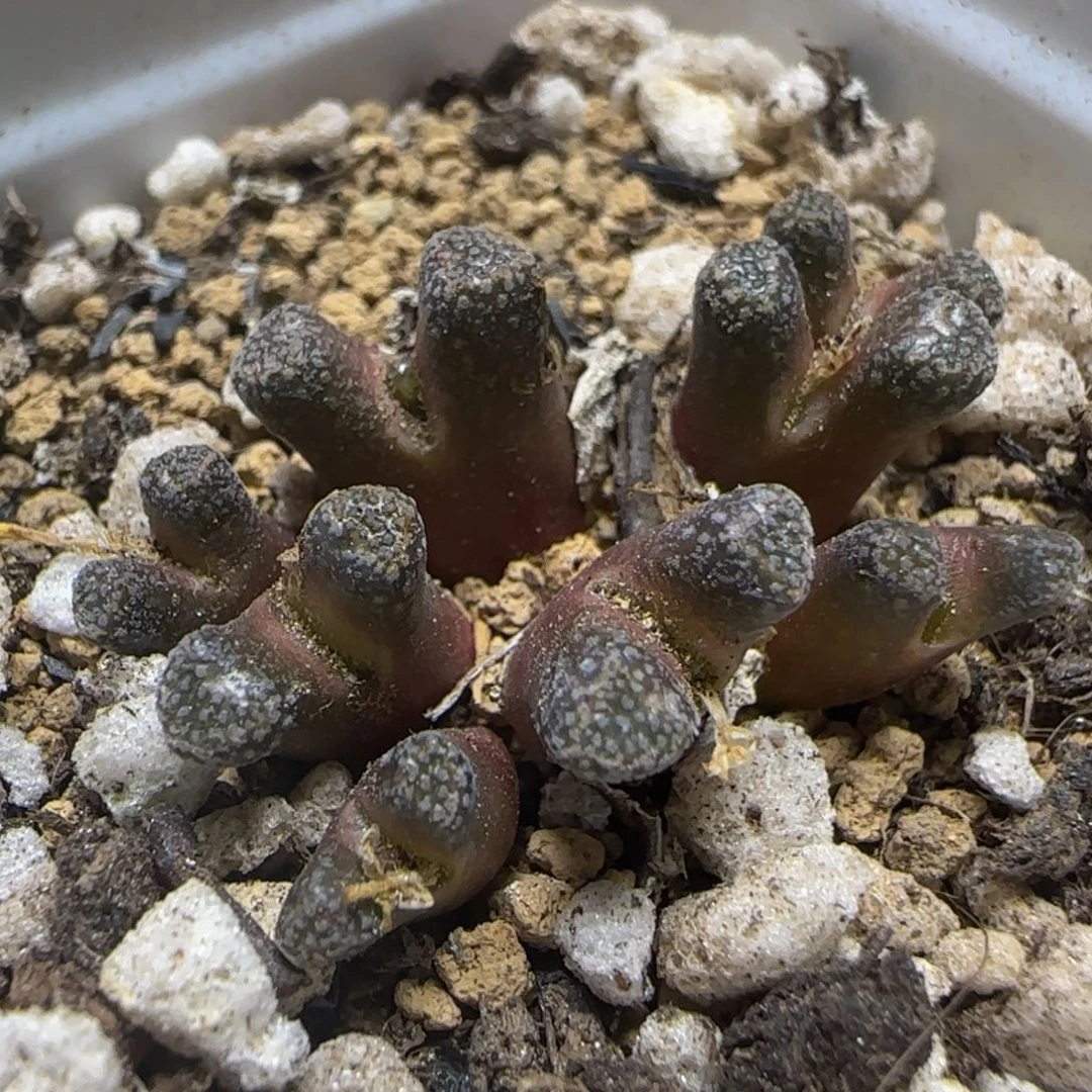 大型火柴头多肉植物287