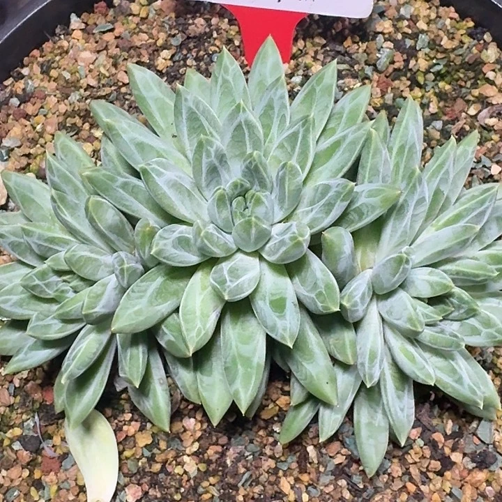 美人481多肉植物