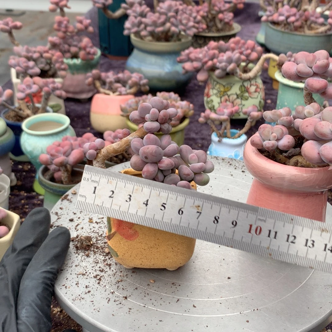 雪***子30感不带盆偏远的不包邮的