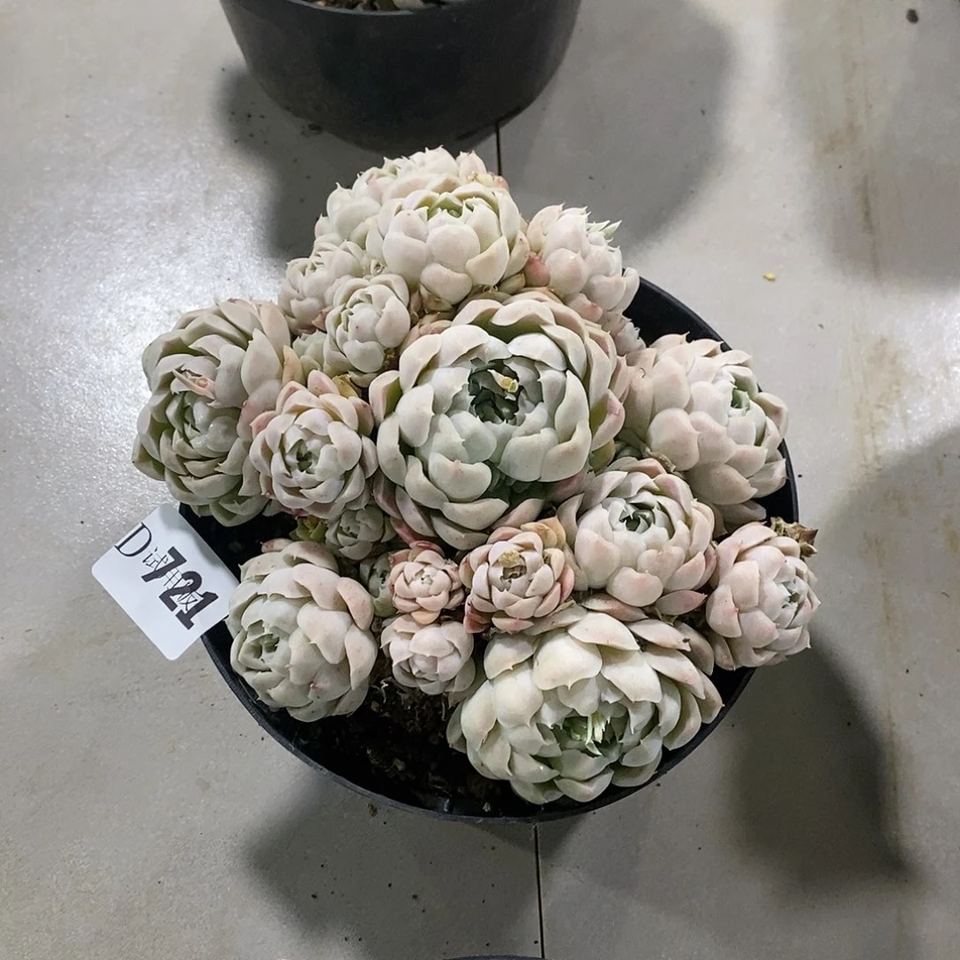 奶****7721白月影多肉植物