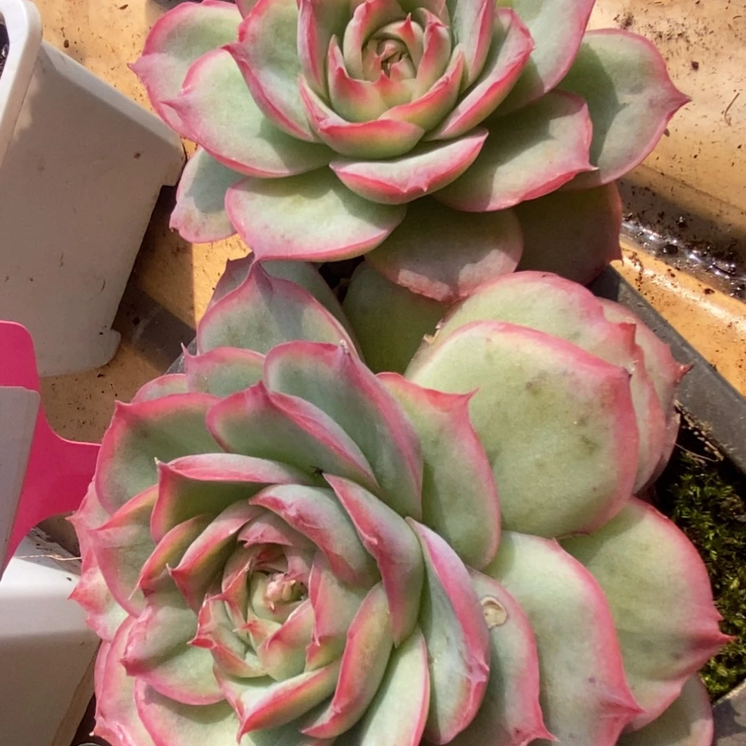 094侧影玫瑰锦锦锦锦锦锦锦锦