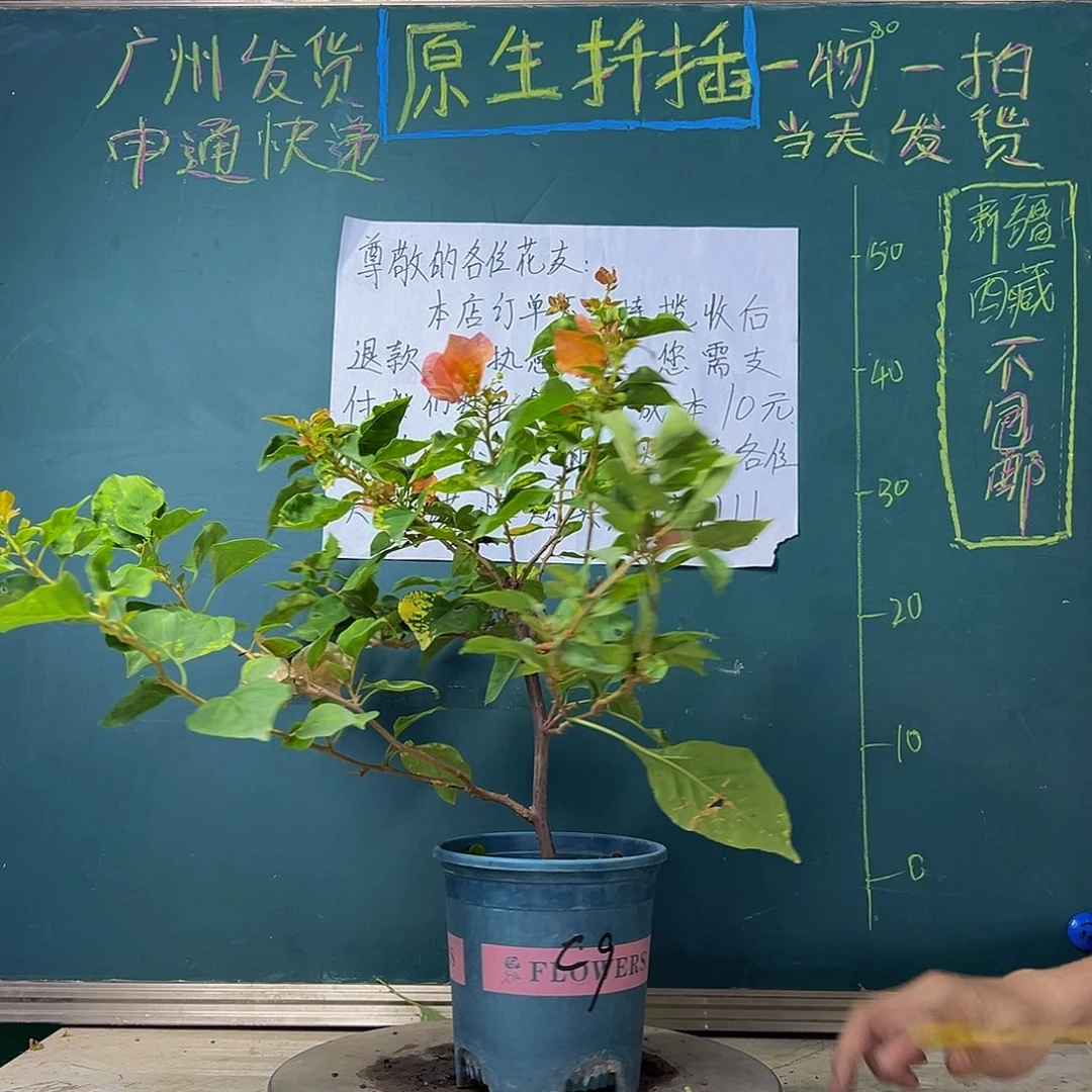 当前无花栽培后可以开花  橙九月  891