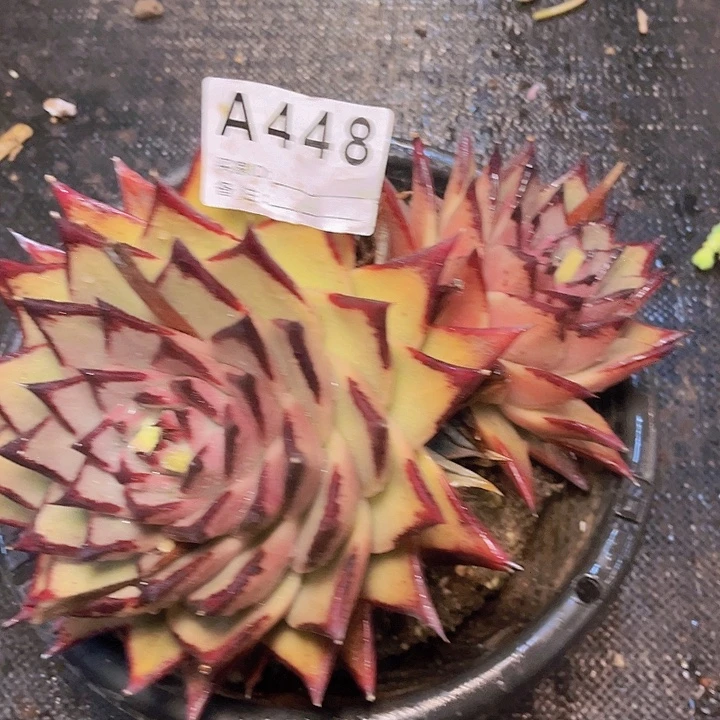 ****穆我要的东西不在448