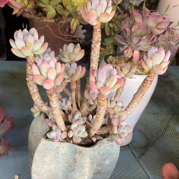 灰姑娘老桩无砍福利价