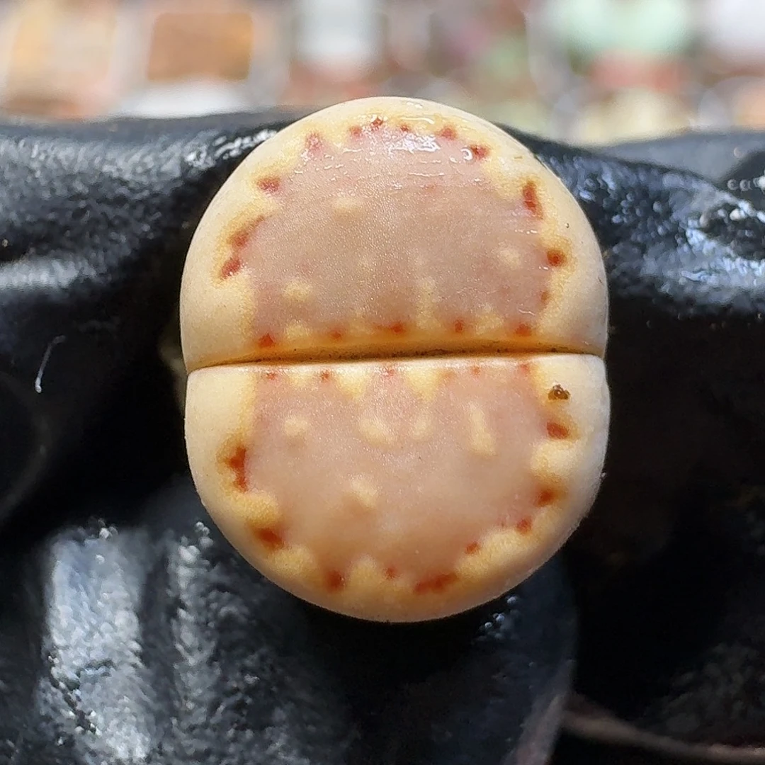 生石花111111。   126