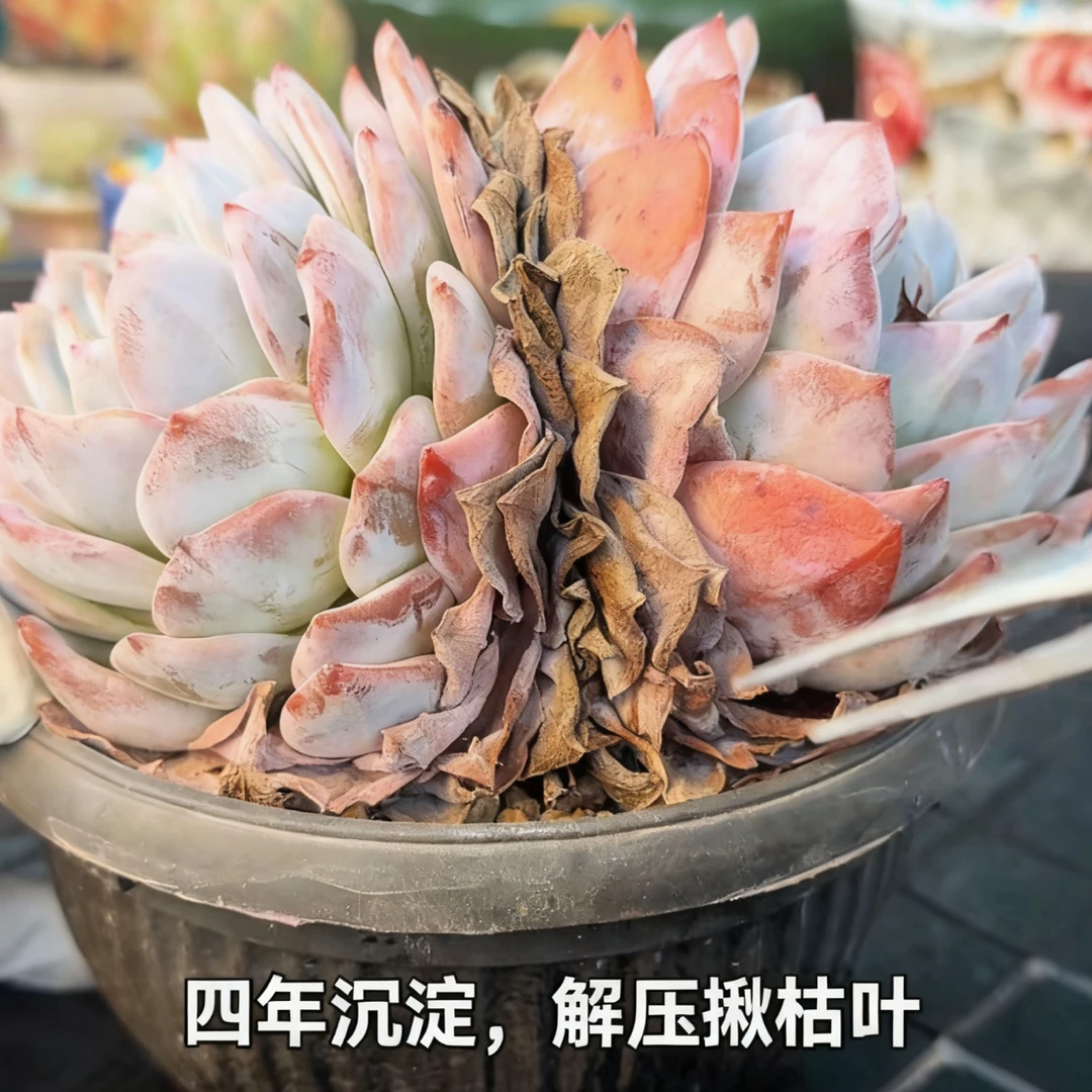 带枯叶多肉四年沉淀积累枯叶多超级解压带盆土发货