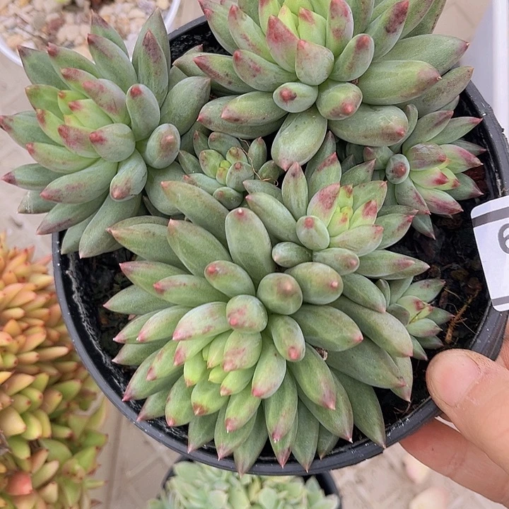 二代虞美人26139多肉植物