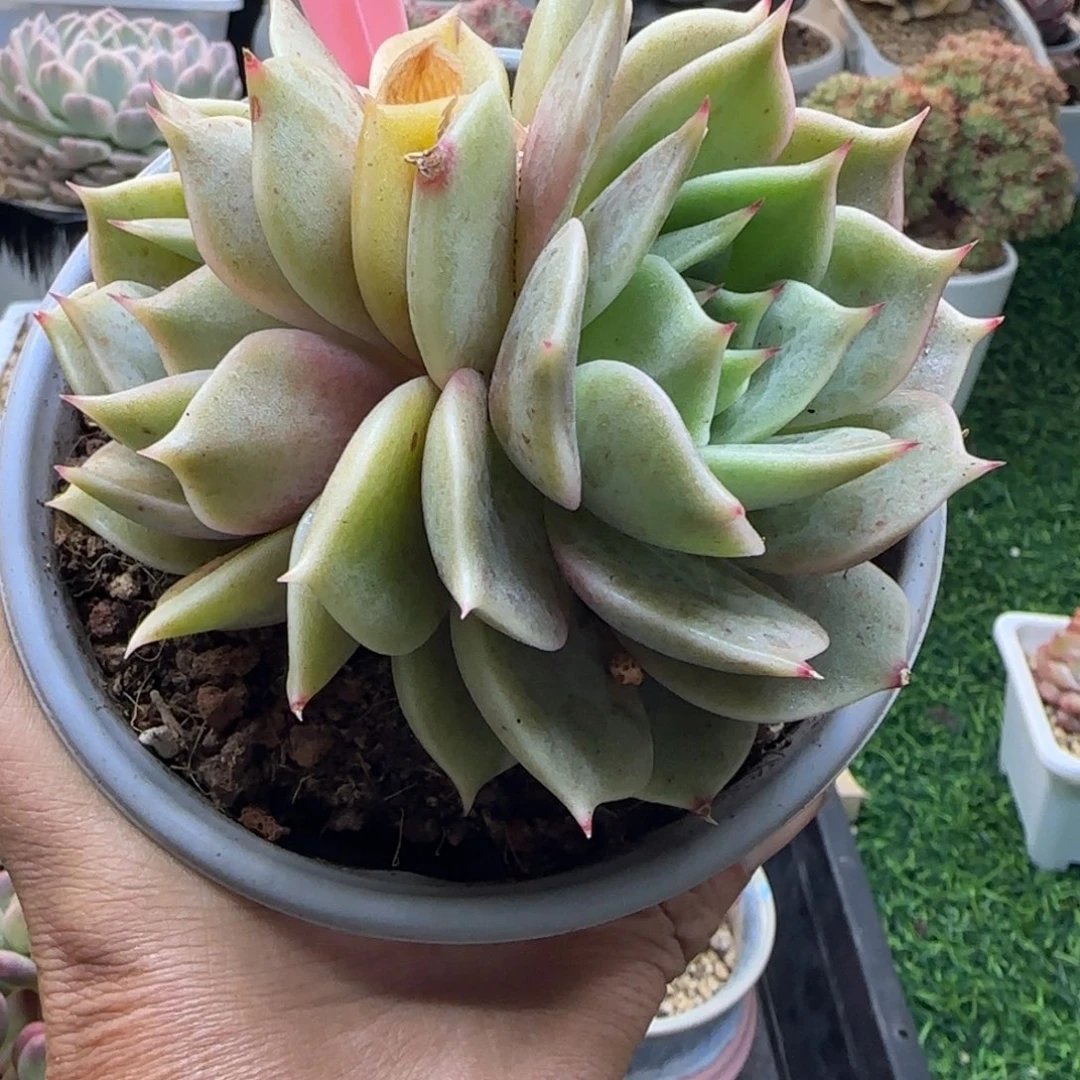 锦安精品多肉植物284