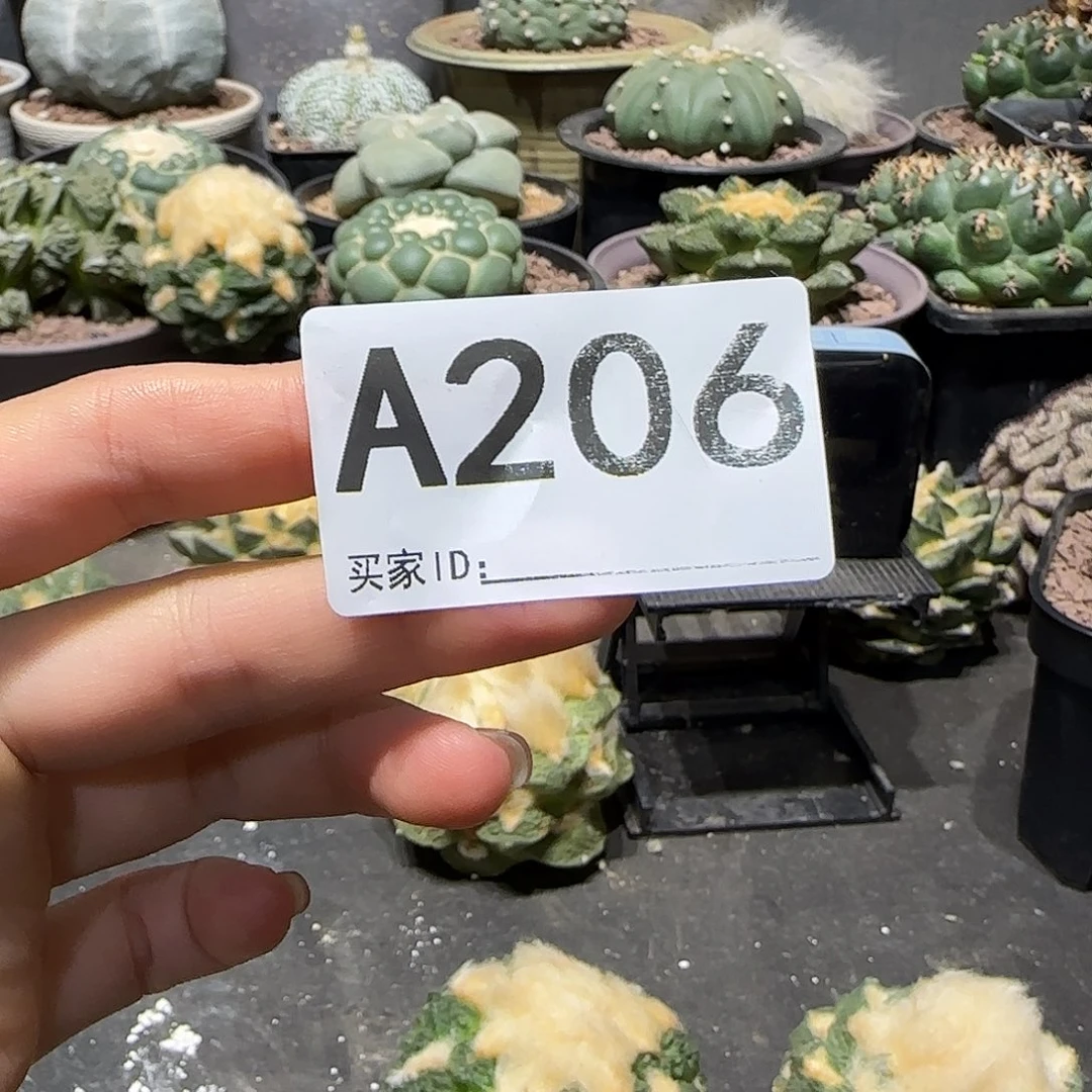 宝***象实生仙人球特价一颗