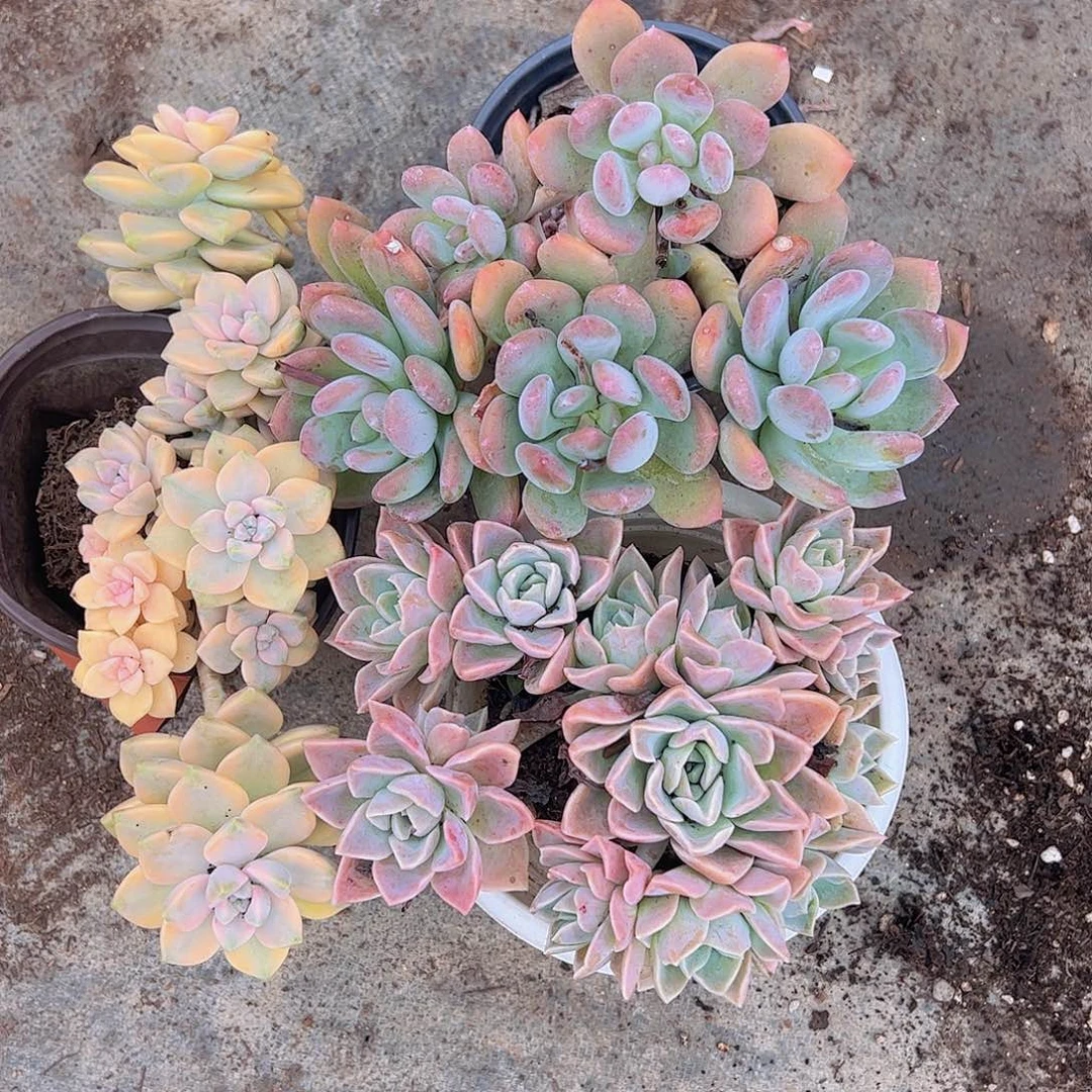 美杏锦，哈利沃森，灰姑娘各一