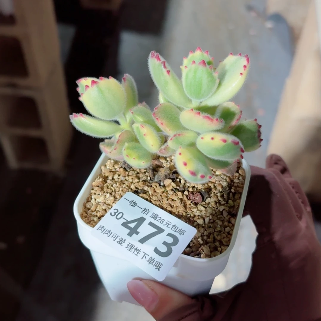 白熊无盆土发货无盆土发货无