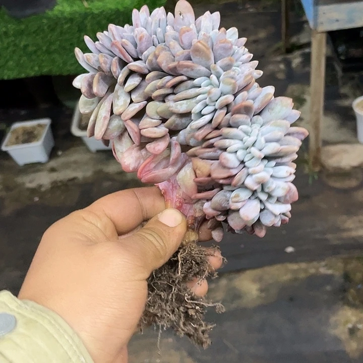 粉兔缀化一物一拍