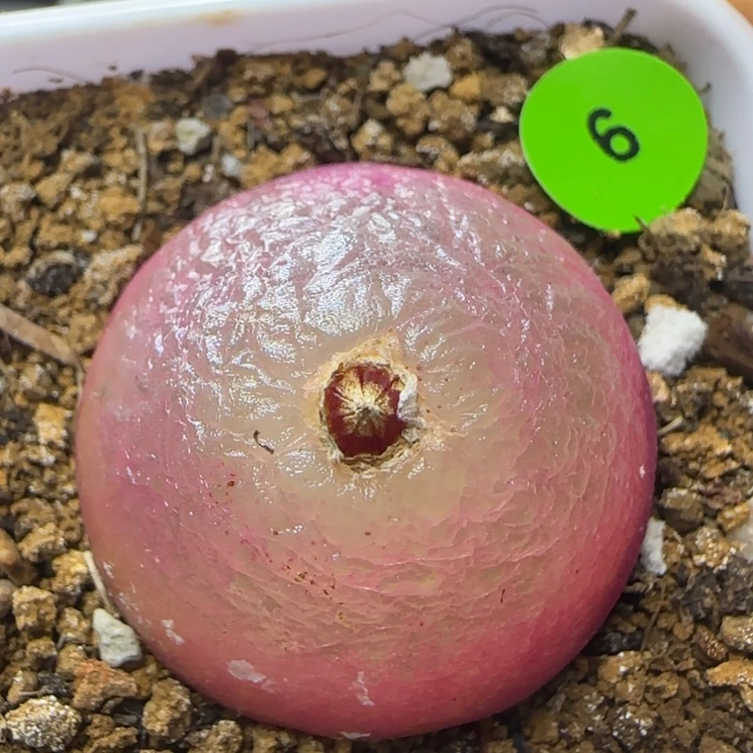灯泡2.88多肉植物6