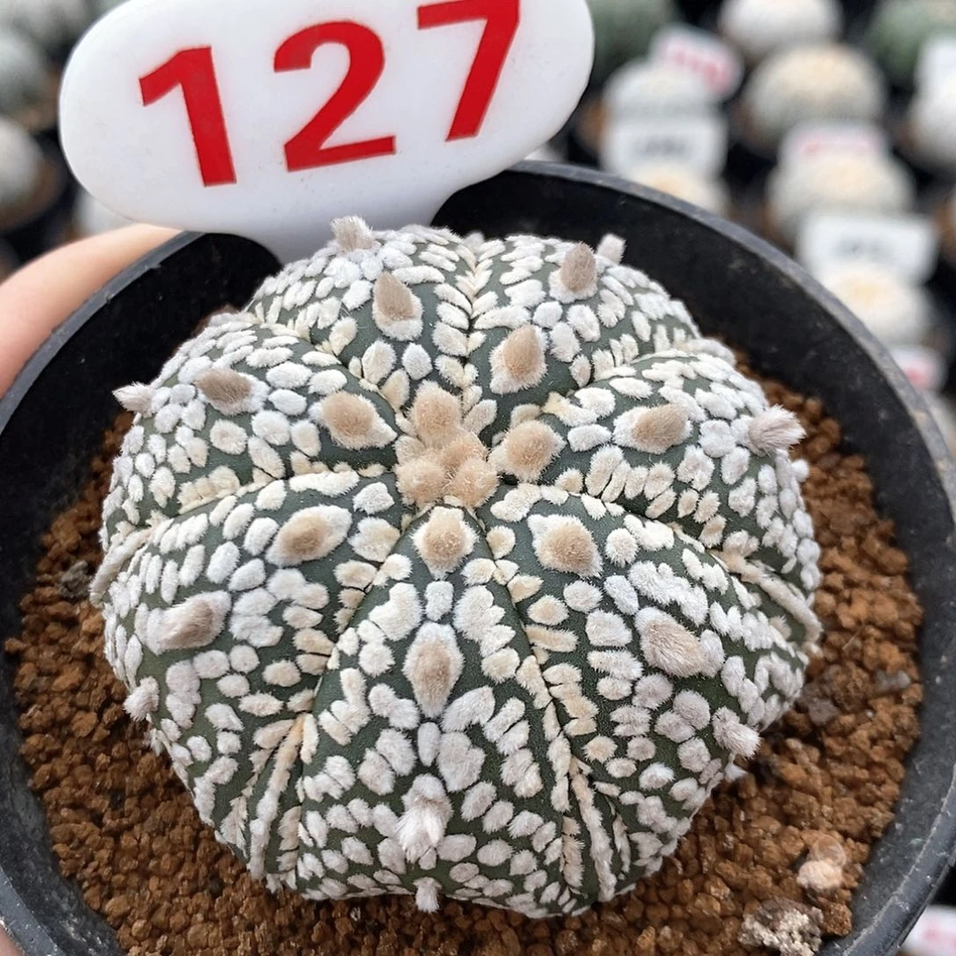 127七愣复愣兜福利来