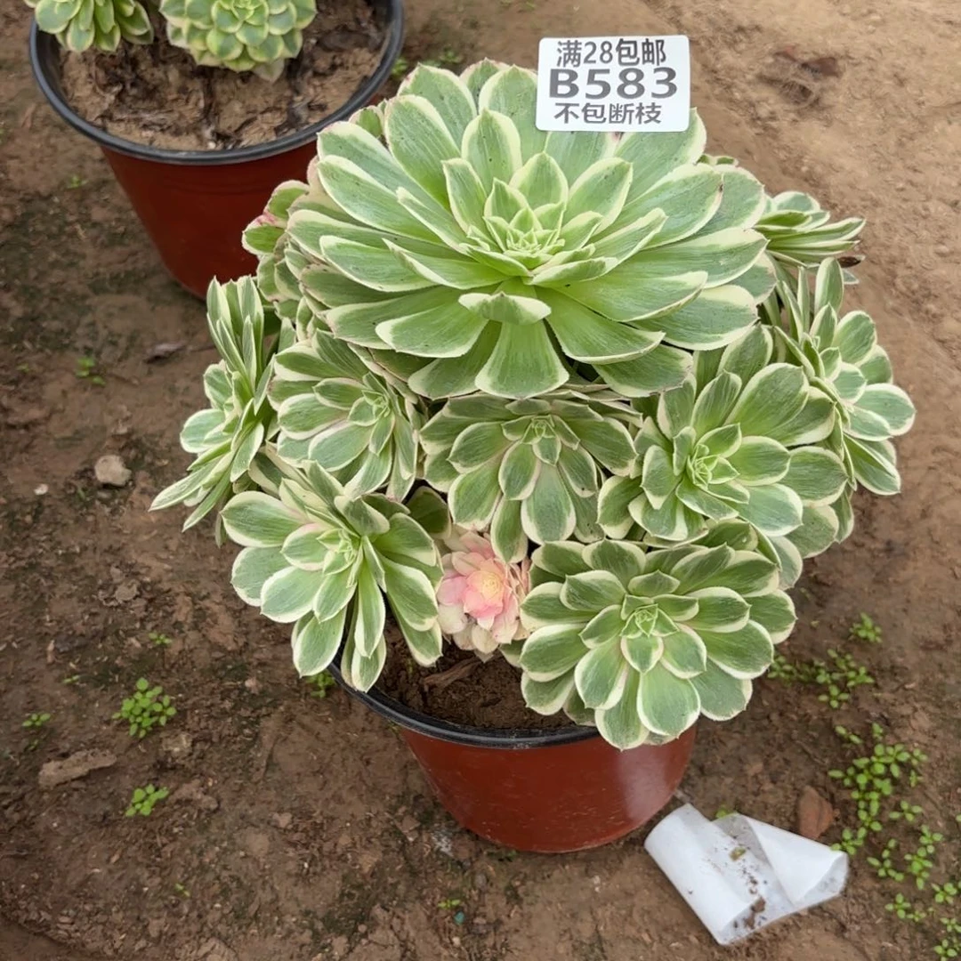 N. 583孔雀翎多肉112233