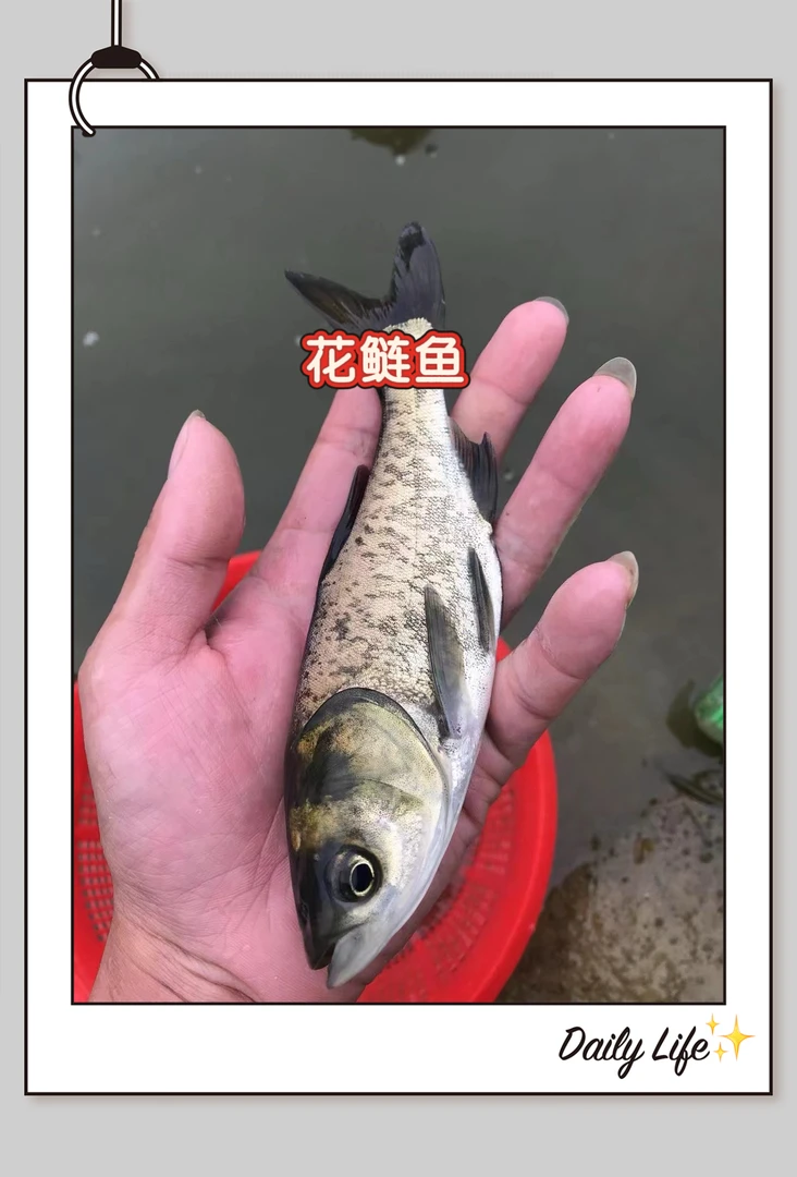 活体大头鱼花鲢淡水养殖水族