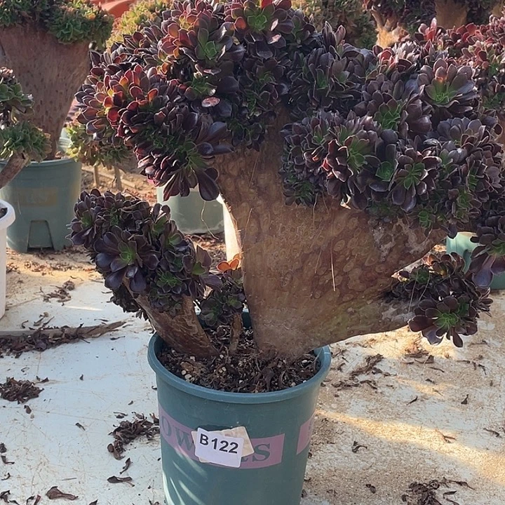 B122欧紫缀化48-1脱土包邮