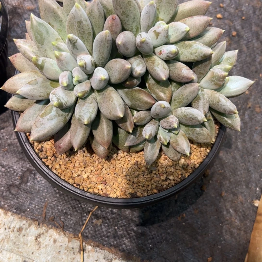 天***辉多肉植物多肉植物