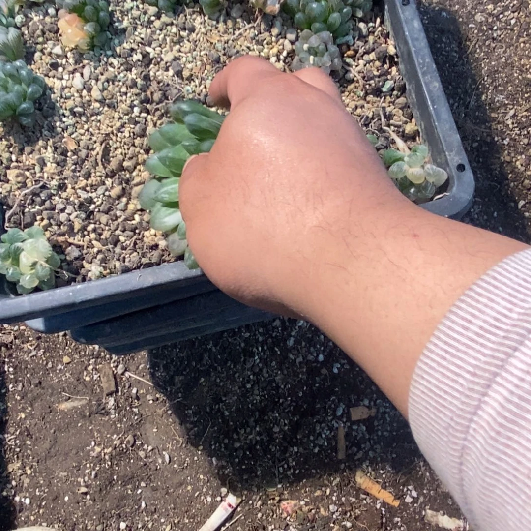 栖***云235 一颗福利。