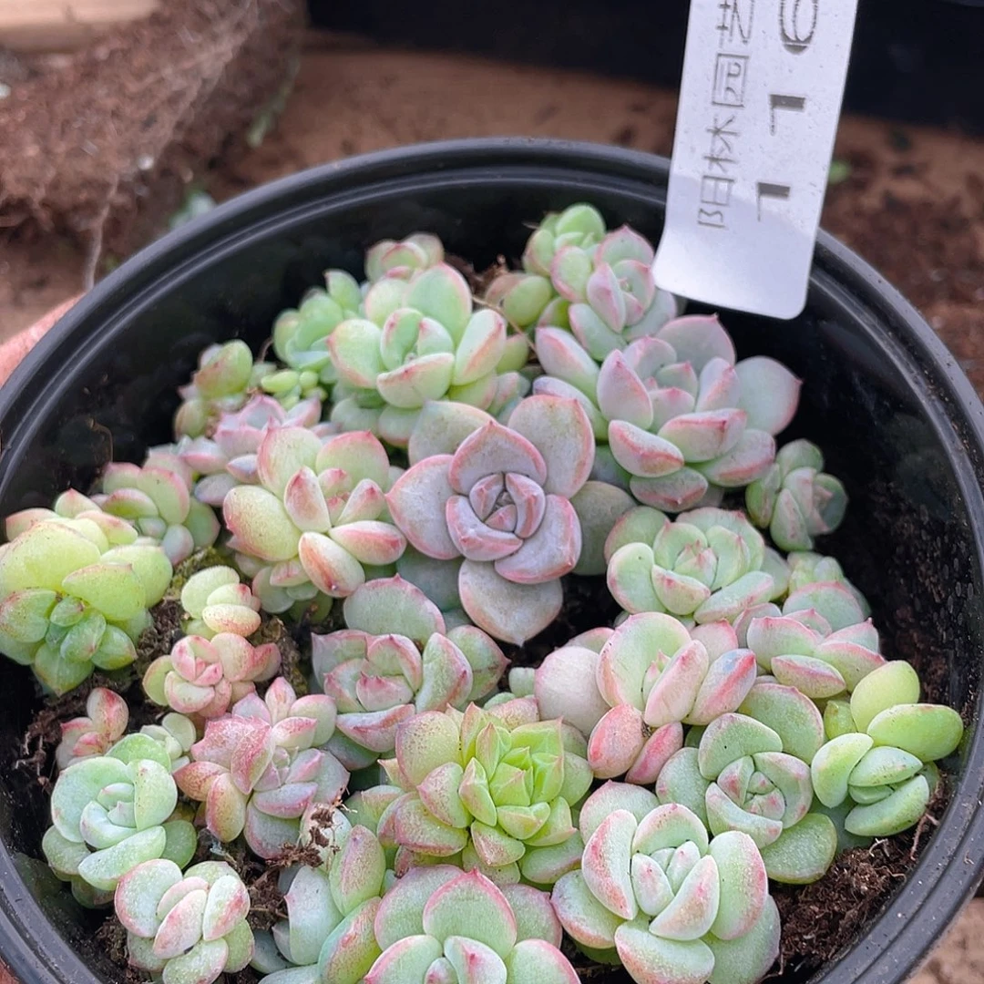 多肉植物多肉植物116