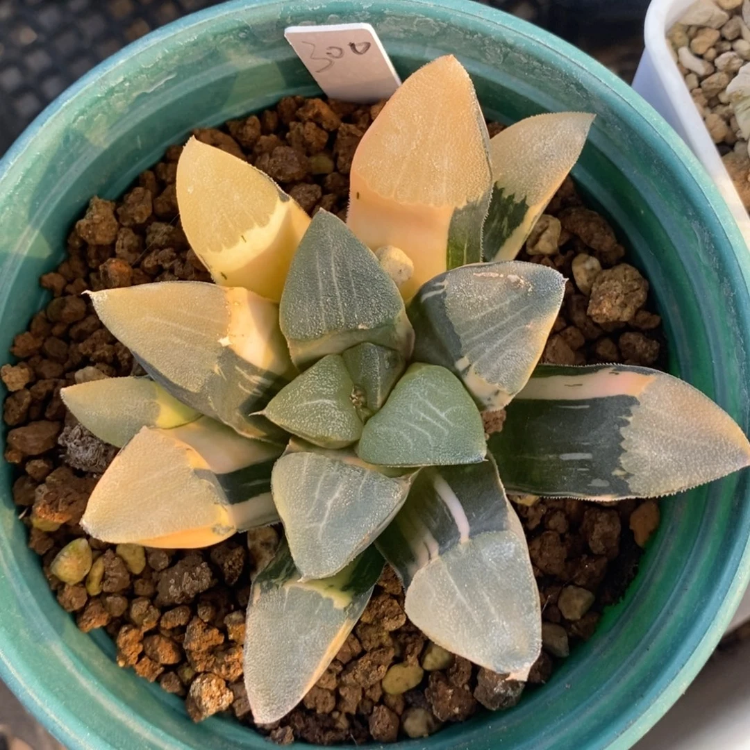 一颗实生大克锦。