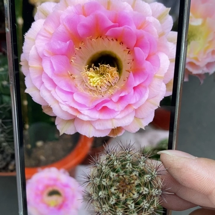 香香520侧芽2公分左右