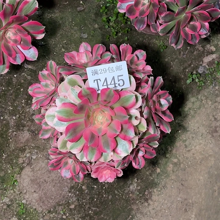 445粉女郎多肉植物